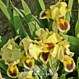 Irys (kosaciec) niski 'Bugsy'