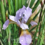 Irys (kosaciec) syberyjski lawendowy
