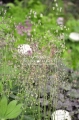 Delikatne kwiaty drżą na wietrze