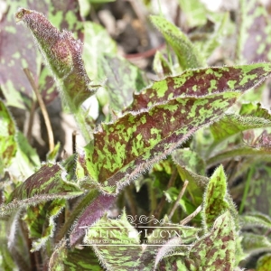 Jastrzębiec plamisty 'Leopard'