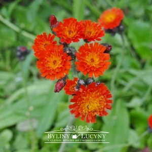 Jastrzębiec pomarańczowy