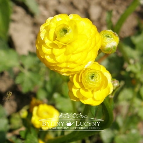 Jaskier ostry 'Multiplex'