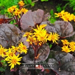 Języczka pomarańczowa ‘Britt Marie Crawford’ 