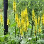 Języczka Przewalskiego 