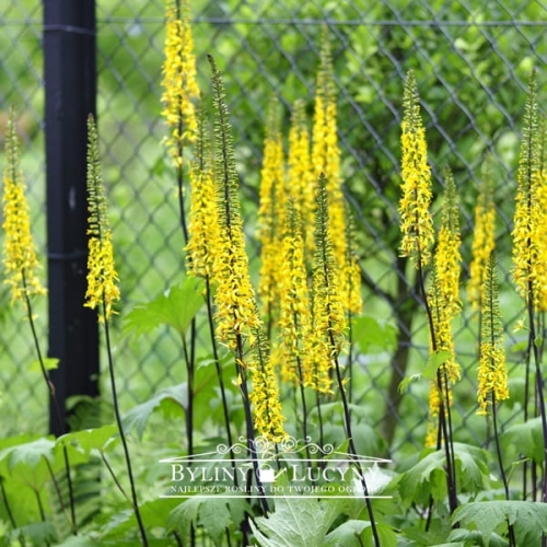 Języczka Przewalskiego