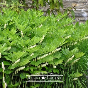 Kokoryczka wielokwiatowa 