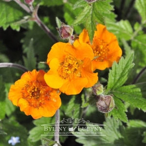 Kuklik pomarańczowy