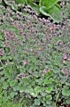 Kuklik zwisły, Geum rivale 'Water Avens'.JPG