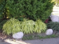 Hakonechloa smukła 'Aureola' pod krzewami iglastymi