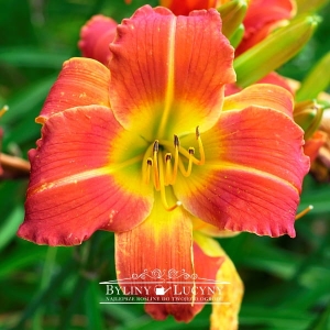 Liliowiec 'Longfields Tropica'