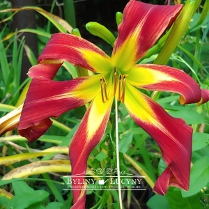 Liliowiec 'Red Rain'