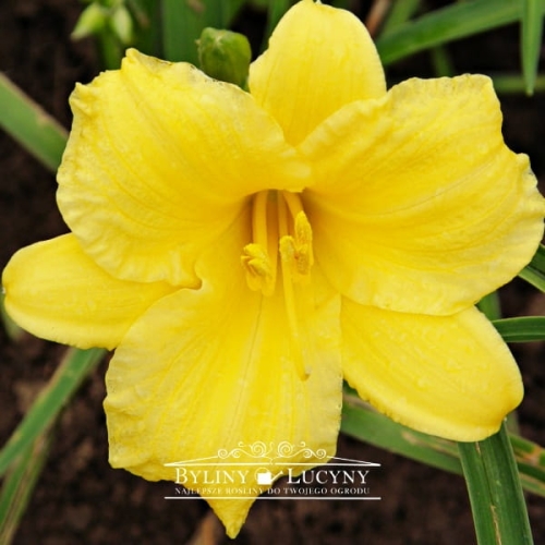 Liliowiec 'Mini Stella'