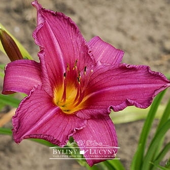 Liliowiec 'Summer Wine'