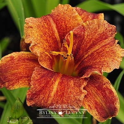 Liliowiec 'Spacecoast Freaky Tiki'