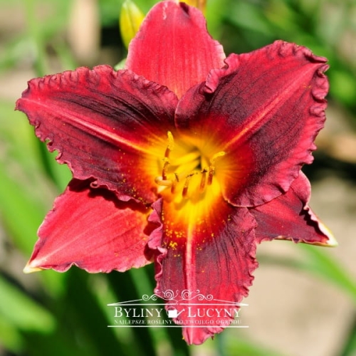 Liliowiec 'Siloam Show Girl'