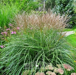 Miskant chiński 'Adagio'