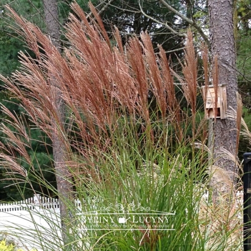 Miskant chiński 'Goliath'