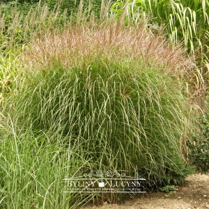 Miskant chiński 'Krater'