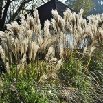 Miskant chiński 'Daria'