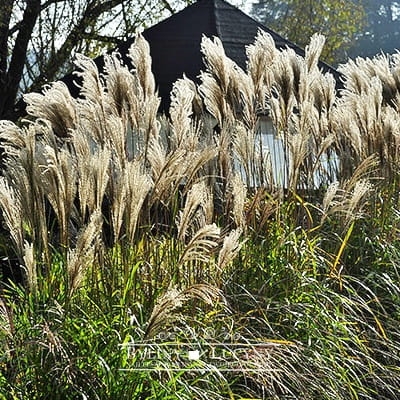 Fot. 23, s. 34, Miskant ch. 'Daria', 15 zł.jpg