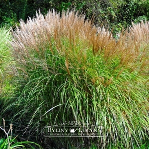 Miskant chiński 'Malepartus'