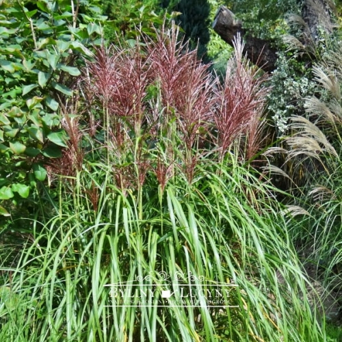 Miskant chiński  'Rotsilber'