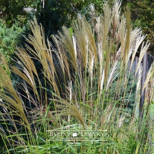 Miskant chiński 'Silberfeder'