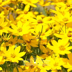 Nachyłek okółkowy