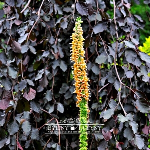 Naparstnica rdzawa 'Gigant Gelber Herold'