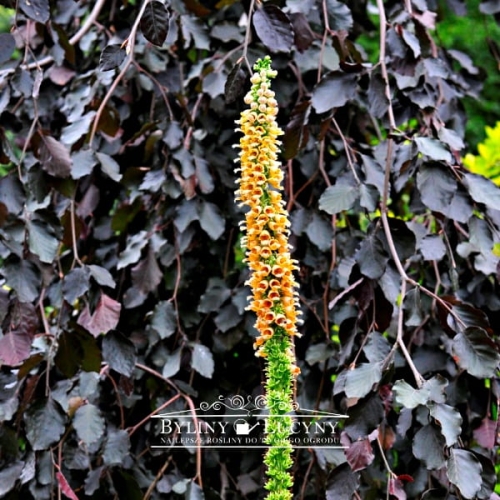 Naparstnica rdzawa 'Gigant Gelber Herold'