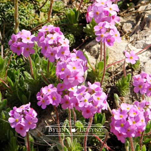 Naradka pierwiosnkowata