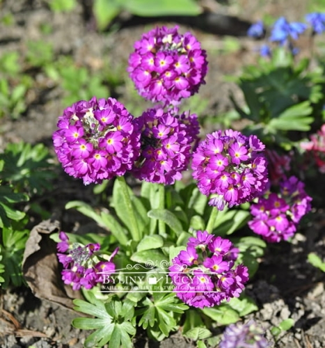 Pierwiosnek główkowy