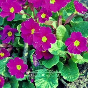 Pierwiosnek gruziński