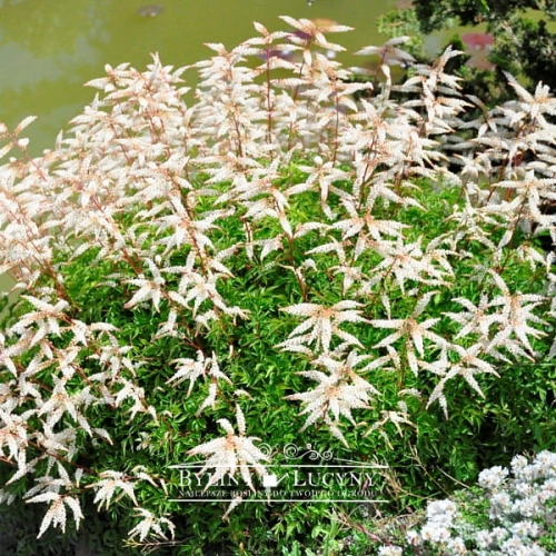 Parzydło miniaturowe