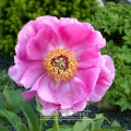 Piwonia 'Monte Baldo'
