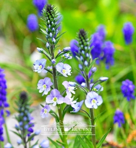 Przetacznik goryczkowaty 