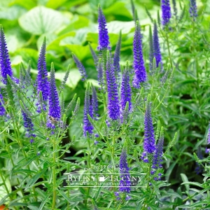 Przetacznik kłosowy