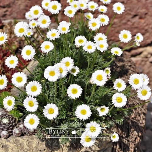 Przymiotno złożone dyskowate