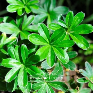 Przywrotnik alpejski