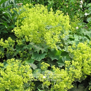 Przywrotnik miękki (ostroklapowy)