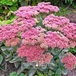 Rozchodnik wielki 'Matrona'