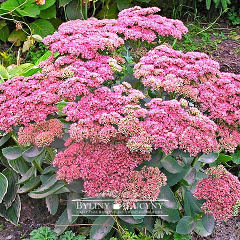 Rozchodnik wielki 'Matrona'