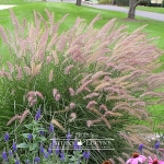 Rozplenica wschodnia