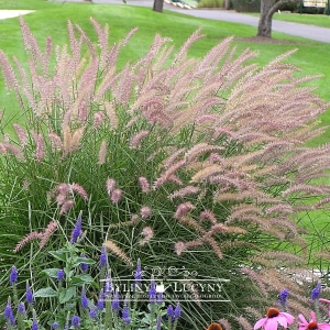 Rozplenica wschodnia