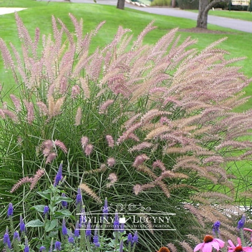 Rozplenica wschodnia -