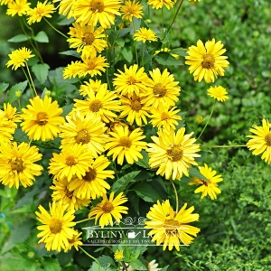 Słoneczniczek szorstki