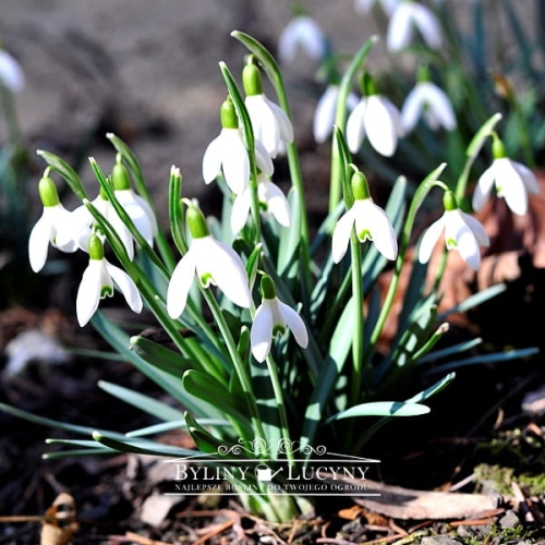 Śnieżyczka-przebiśnieg