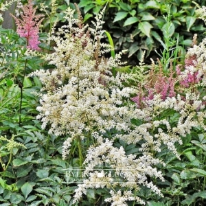 Tawułka Arendsa biała