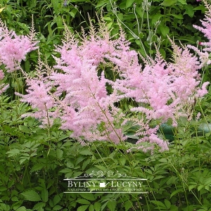 Tawułka Arendsa lila