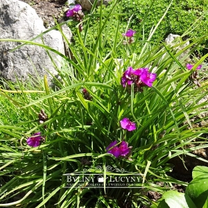 Trzykrotka mini 'Satin Doll'  rarytas!